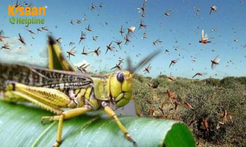 कृषि विभाग अलर्ट, किसानों के लिए फिर संकट का समय टिड्डी दल के आने की आशंका